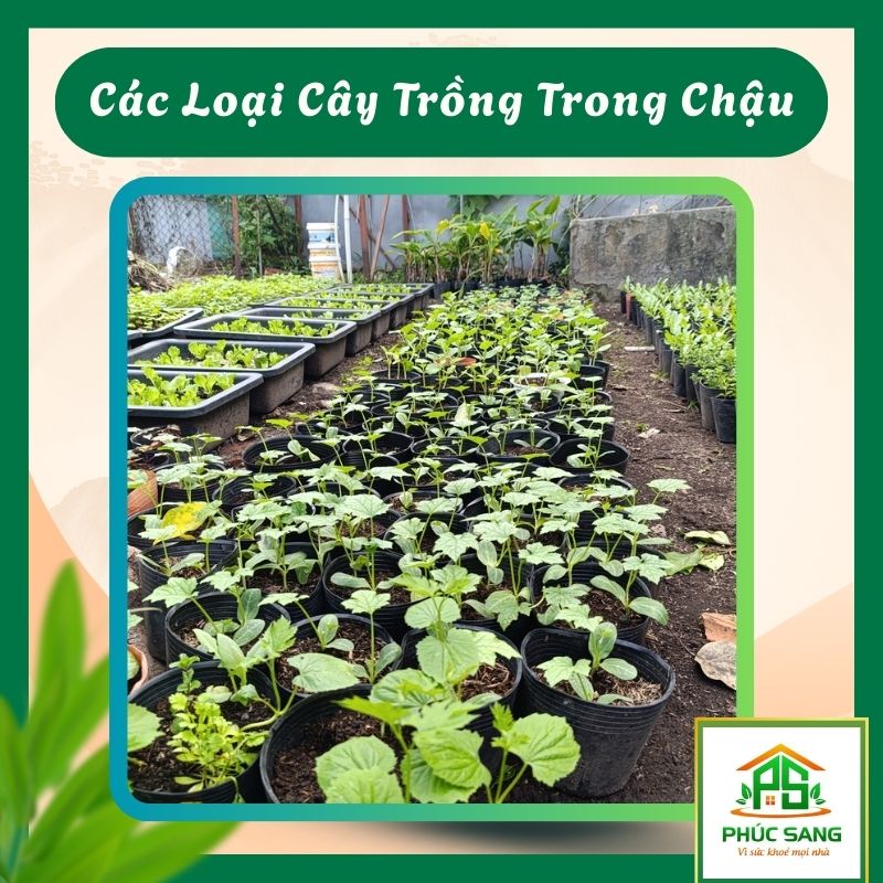 Các Loại Cây Trồng Trong Chậu