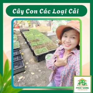 Cây Con Các Loại Cải 84 Cây