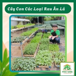 Cây Con Các Loại Rau Ăn Lá Khác 84 Cây