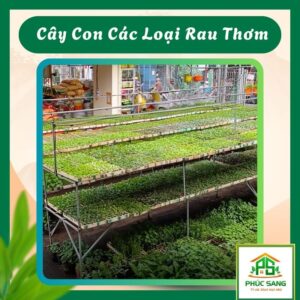 Cây Con Các Loại Rau Thơm 84 Cây