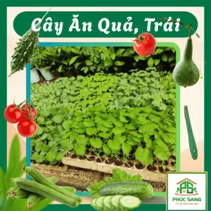 Cây Con Các Loại Ăn Trái, Quả 84 Cây