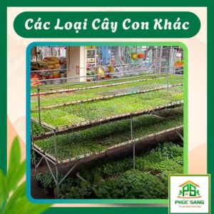 Các Loại Cây Con Khác 84 Cây