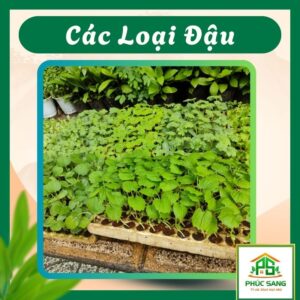 Cây Con Các Loại Đậu 84 Cây