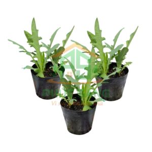 Chậu Bồ Công Anh