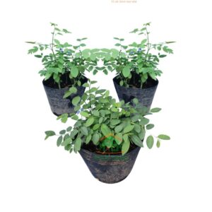 Chậu Bồ Ngót Cấy Mô