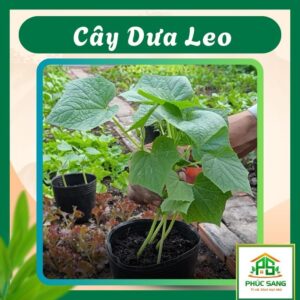 Chậu Dưa Leo