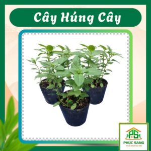 Chậu Húng Cây