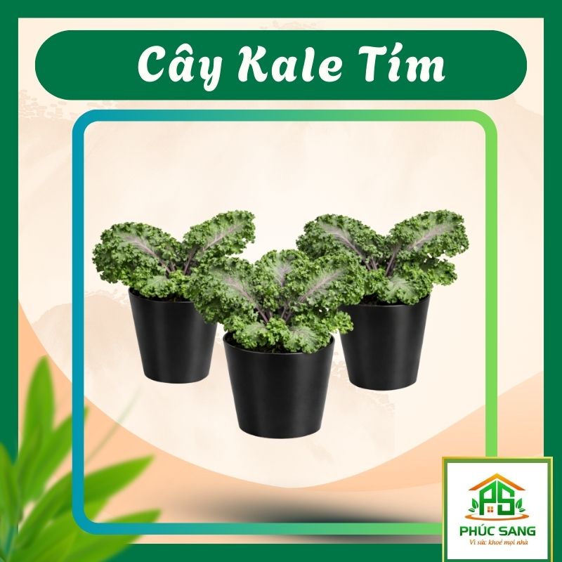 cay-kale-tim-huu-co