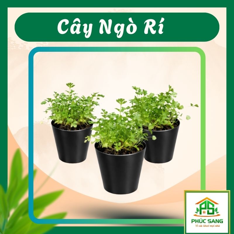 cay-ngo-ri-huu-co