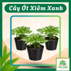 Chậu Ớt Xiêm Xanh