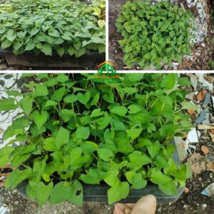 Chậu Rau Diếp Cá To