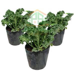 Chậu Kale Xanh