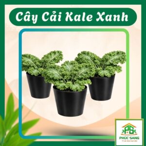 Chậu Kale Xanh