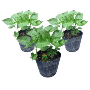 Chậu Ớt Xiêm Xanh