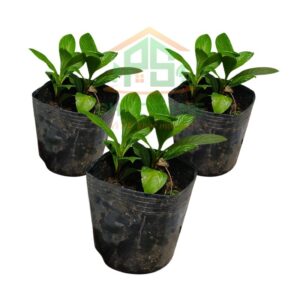 Chậu Xương Sông