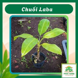 Cây Giống Chuối Laba