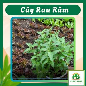 Chậu Rau Răm