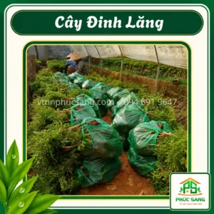 Cây Đinh Lăng