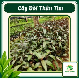 Dòi Thân Tím