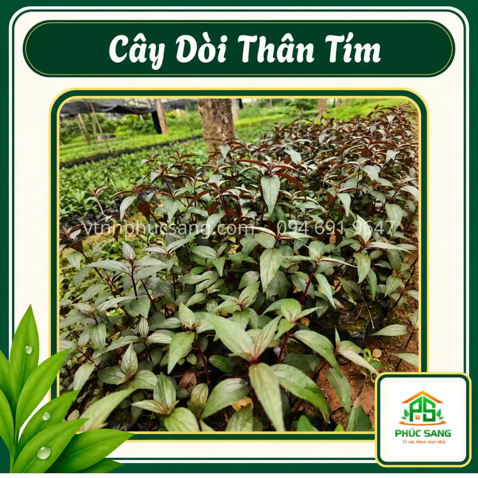 cay-doi-than-tim