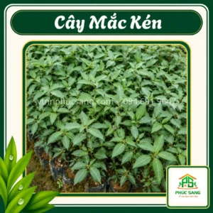 Cây Mắc Kén