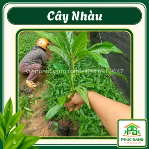 Cây Nhàu