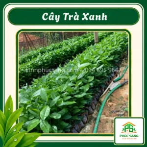 Cây Trà Xanh