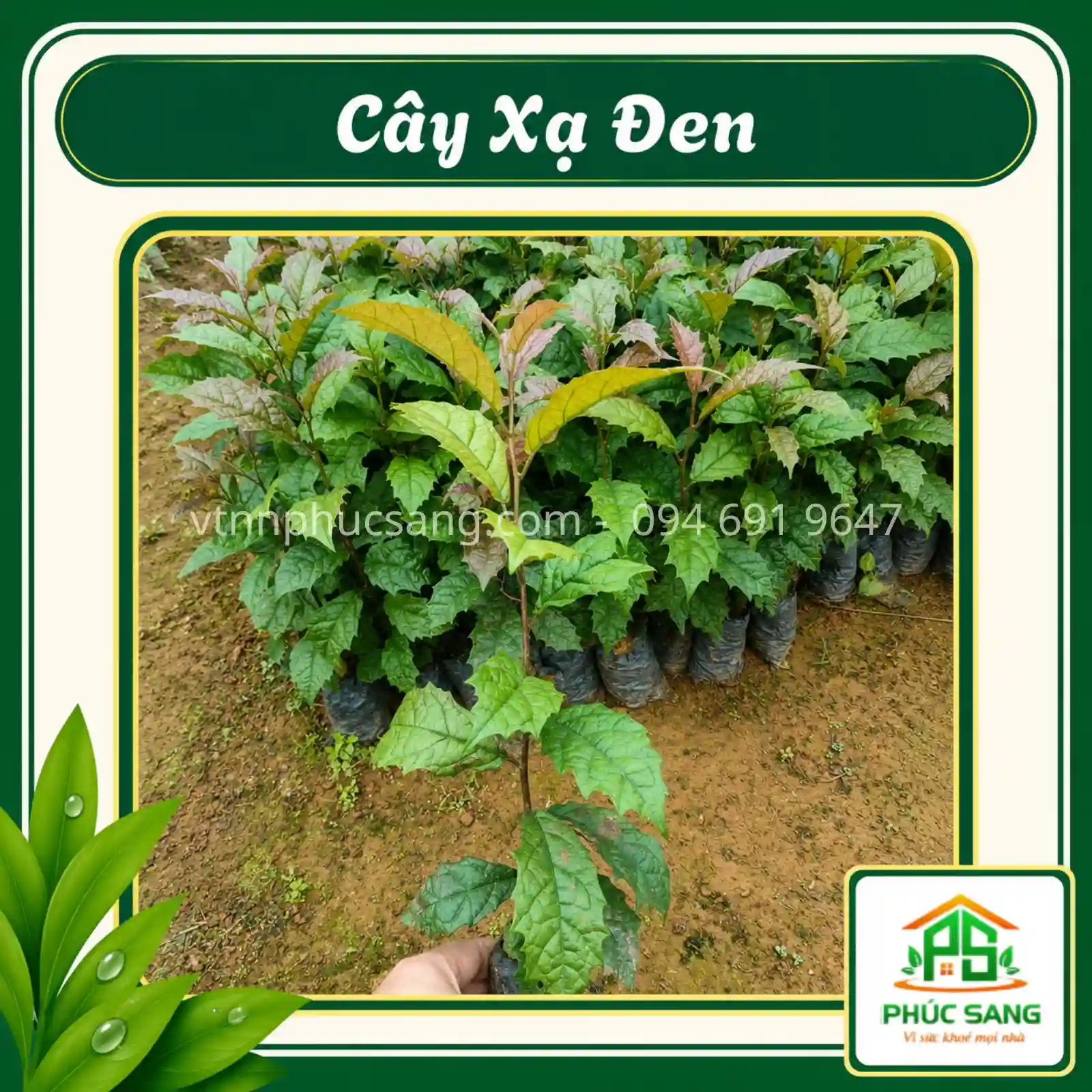 cay-xa-den