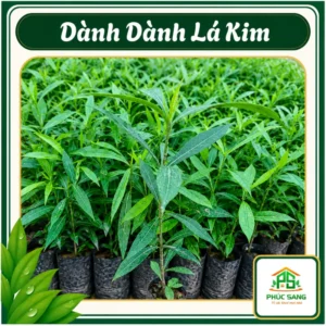 Dành Dành Lá Kim
