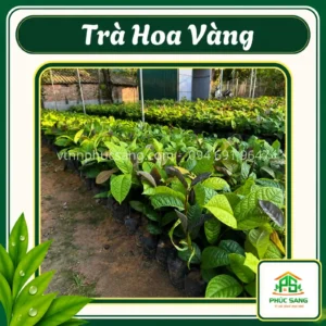 Trà Hoa Vàng