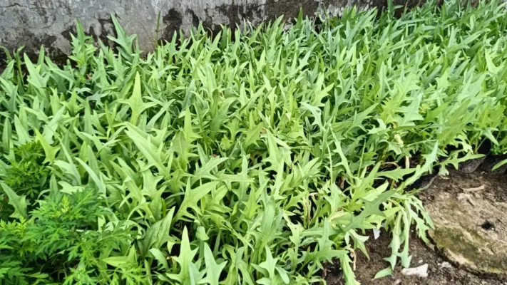 cây dược liệu