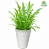 cây bồ công anh trồng chậu