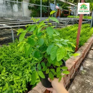 bồ công anh ươm từ hạt