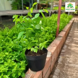 bồ công anh ươm từ hạt