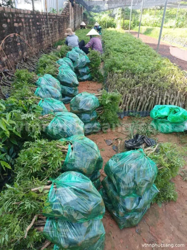 Hình ảnh cây đinh lăng lá nhỏ (Polyscias fruticosa) được chụp tại vườn ươm VTNN Phúc Sang. Cây có bộ lá xanh đậm, tán lá phát triển đồng đều, thân khỏe mạnh và được chăm sóc trong điều kiện phù hợp trước khi xuất vườn. Đinh lăng lá nhỏ là loại cây được nhiều hộ gia đình và nhà vườn lựa chọn để trồng làm cây cảnh, cây dược liệu và phát triển mô hình kinh tế nông nghiệp.