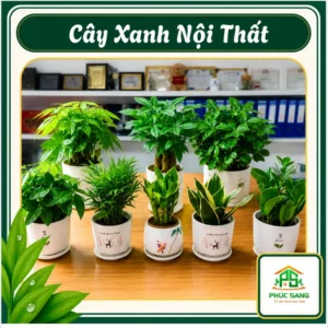 Cây Xanh Nội Thất