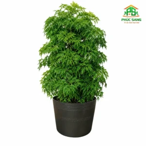 Cây Đinh Lăng Lá Nhỏ Size To