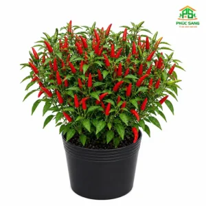 cây ớt chỉ thiên