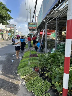 Hoạt động trao tặng 10.000 cây giống rau và 200 chậu cây dược liệu của Vườn Ươm Cây Giống Phúc Sang cho Chi hội Phụ nữ Khu phố 19, phường Tân Thới Hiệp nhằm gây quỹ thiện nguyện, hỗ trợ an sinh xã hội và hưởng ứng Ngày Môi trường Thế giới 2026.